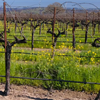 Video Short: Pruning