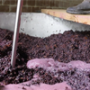 Expert Guide: Winemaking