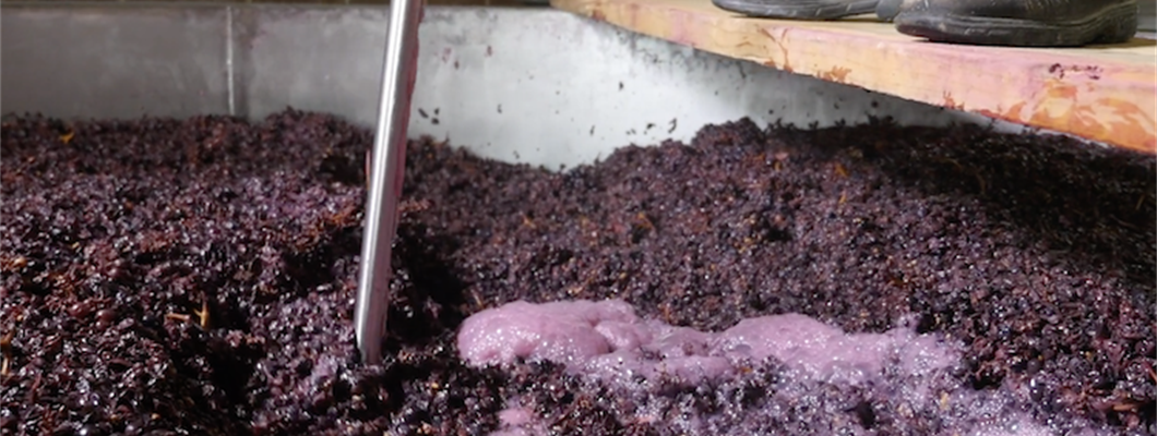 Expert Guide: Winemaking