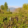 The Changing Face of Carmenère
