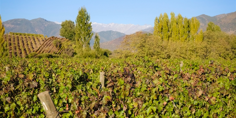 The Changing Face of Carmenère