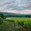 Vintage Crime: Wine Fraud in Burgundy