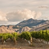 Mastering New Zealand Chardonnay