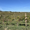 Guyot-trained vines in a green field with blue sky above