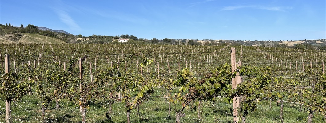 Guyot-trained vines in a green field with blue sky above