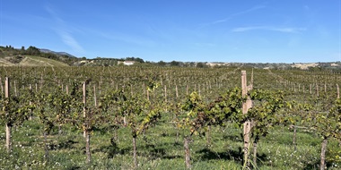 Reframing Abruzzo’s Wines: A Terroir-Driven Renaissance