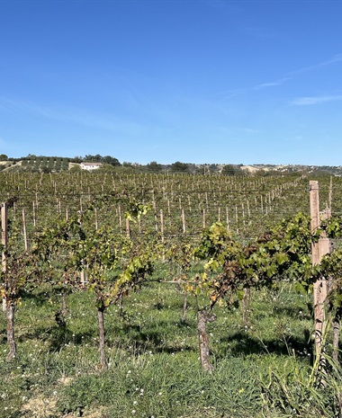 Reframing Abruzzo’s Wines: A Terroir-Driven Renaissance