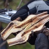 Pruning for Sap Flow