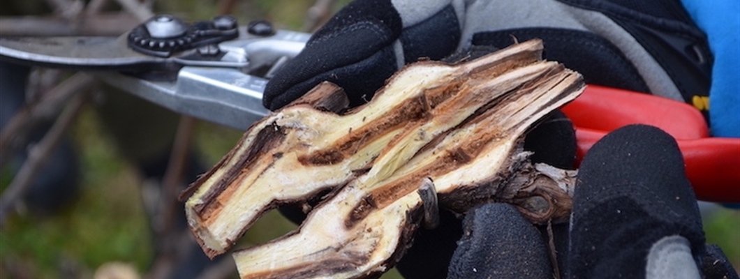 Pruning for Sap Flow
