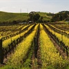 Five Keys to the Grower-Winemaker Relationship