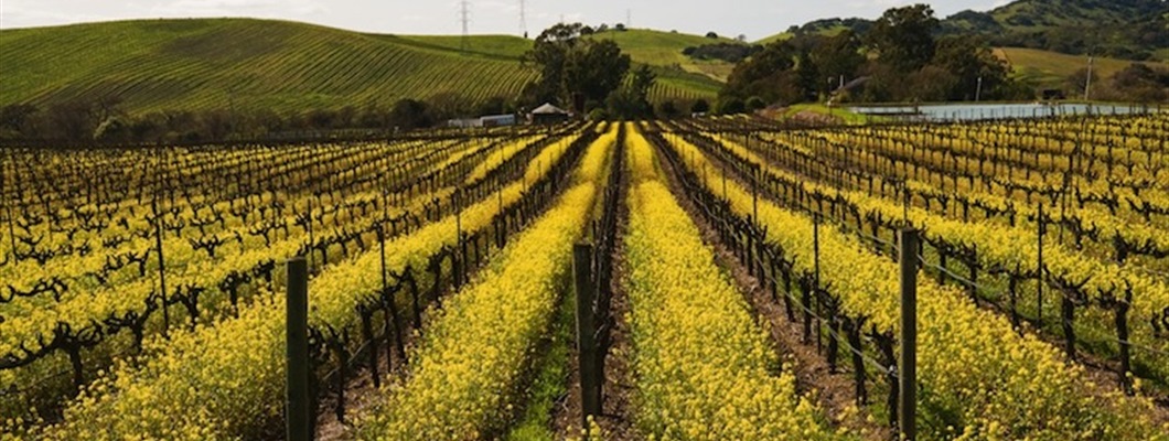 Five Keys to the Grower-Winemaker Relationship