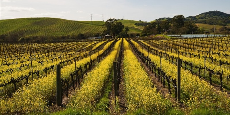 Five Keys to the Grower-Winemaker Relationship