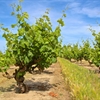Reviving Old Vine Zinfandel