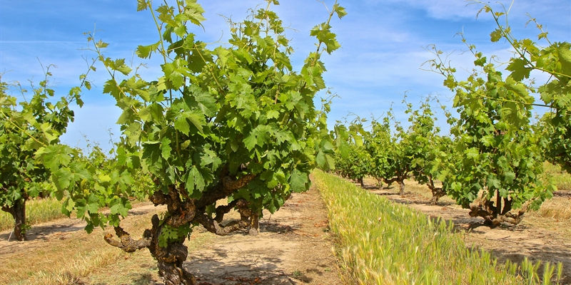 Reviving Old Vine Zinfandel