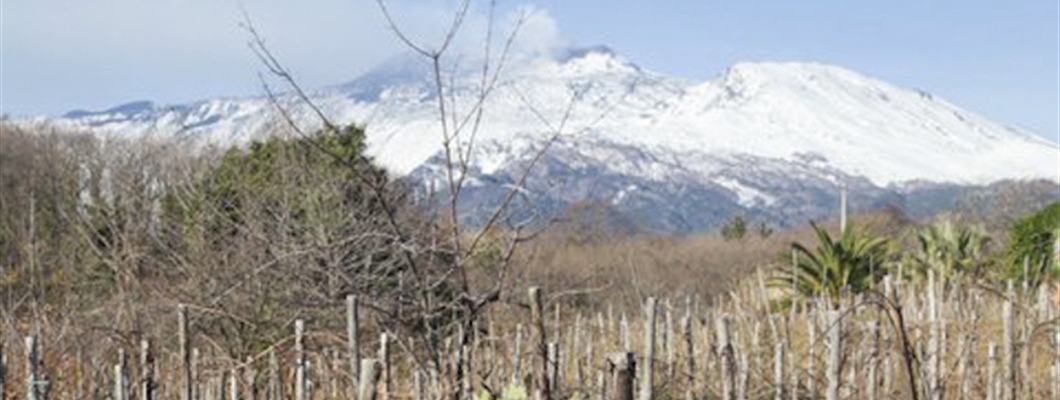 Sicily Producer Profiles