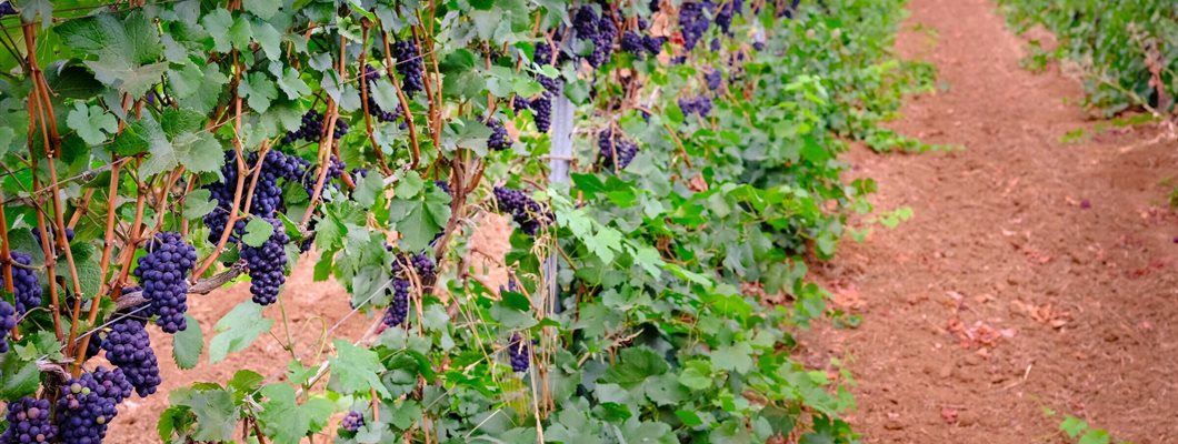 Willamette Valley Profiles