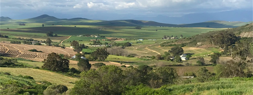 South Africa Producer Profiles