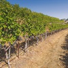 Viticultura (en español)
