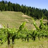 El condado de Sonoma y la costa central de California (en español)