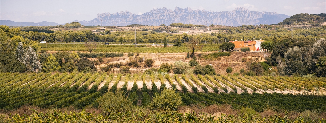 Cava E-Learning