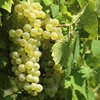 Introduction to White Grapes
