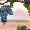Introduction to Red Grapes