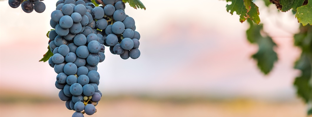 Introduction to Red Grapes