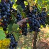 Introduction to Viticulture