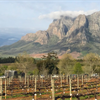 Cabernet in Stellenbosch