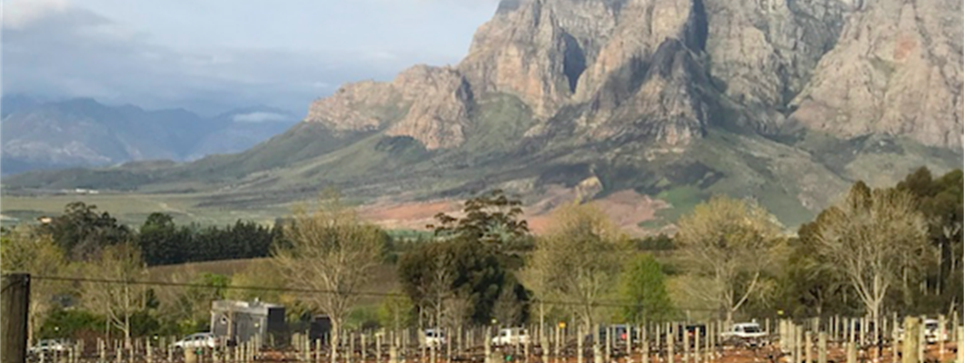 Cabernet in Stellenbosch
