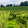 Viticulture in Great Britain