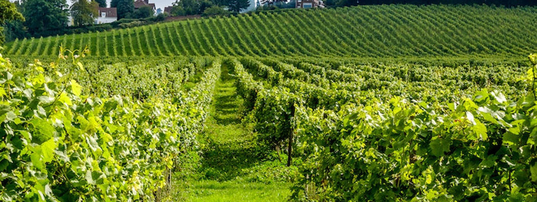 Viticulture in Great Britain