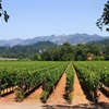 The Rise of Napa Cabernet
