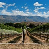 Australia’s Wine Identity