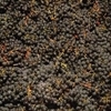 Whole-Cluster in the Côte d’Or