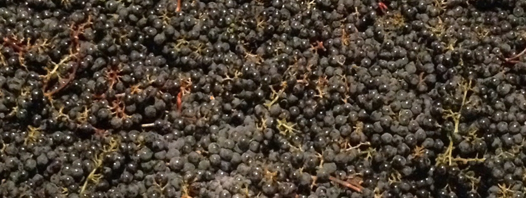 Whole-Cluster in the Côte d’Or