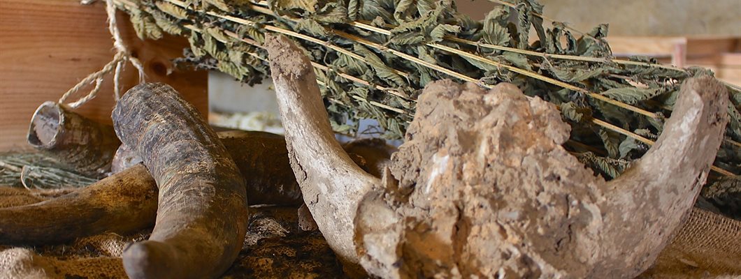 Biodynamics