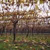 Canopy Management