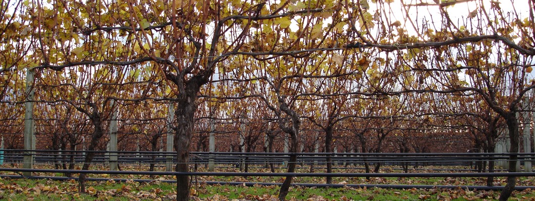 Canopy Management