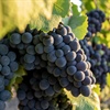 Champagne Viticulture and Winemaking