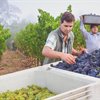 Viticulture