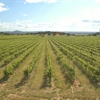 Portugal: Dry Wines