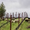 Sonoma