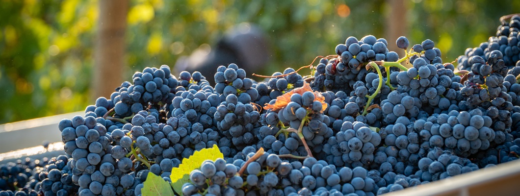 Review Quizzes – ALL NEW!