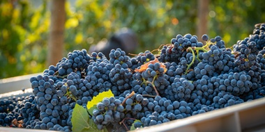 Review Quizzes – ALL NEW!