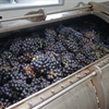 The Taiwanese Wine Renaissance