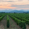 sunset over rows of green vines