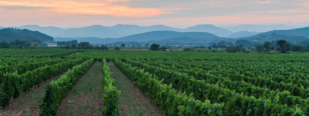 sunset over rows of green vines