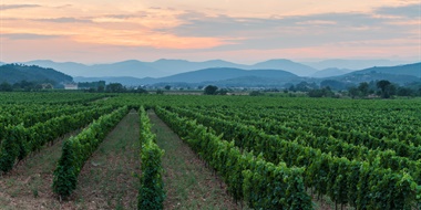 More to Provence Than Rosé