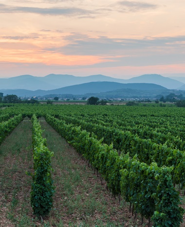 More to Provence Than Rosé